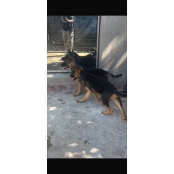 Security Dog