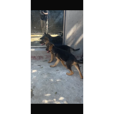 Security Dog